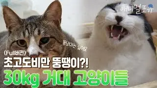 몸무게 총합 30kg?! 뚱뚱해도 너무 뚱뚱한 고양이들의 다이어트 대작전! I 내겐 너무 무거운 너 I KBS 반려동물극장 단짝 150619 방송