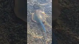 ПОЛНОЕ ВИДЕО НА КАНАЛЕ ПОДПИШИСЬ!