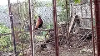 фазан в неволе редкие звуки