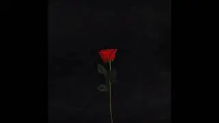 MOSKVICH - Цветок slowed
