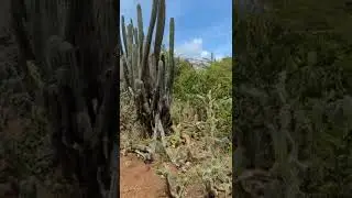 Cactus Trail Walk | Curaçao  #Shorts