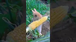 Rabbit 🐇 #shorts #trending #discovery #rabbit #animals
