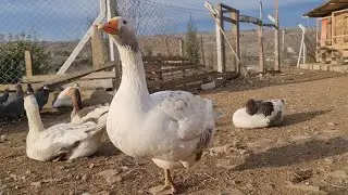CAN THERE BE A FEMALE GOOSE LIKE A MALE?/-INCREDIBLY LARGE FEMALE ÇORUM GEES⁉️