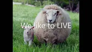 BAN FACTORY FARMS we like to live song