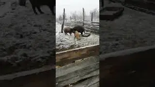 Битва хряков за самку!!!