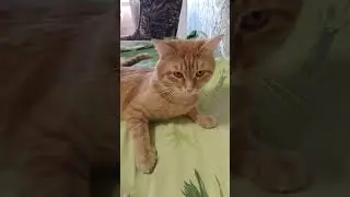 Перегладила рыжего кота, блин🤣