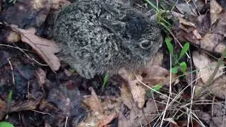Заселение зайцем- русаком