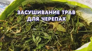 Засушивание трав для черепах на зиму