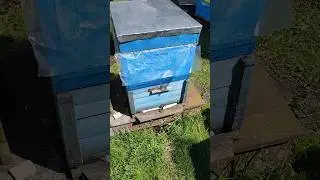Отводок с МАТОЧНИКОМ 