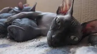 Cute Sphynx cat in 4k