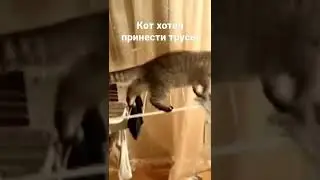 кот хотел принести трусы 