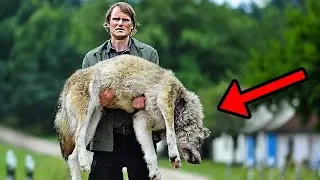 The man carried the wolf to the vet for several hours. Later, something amazing happened!