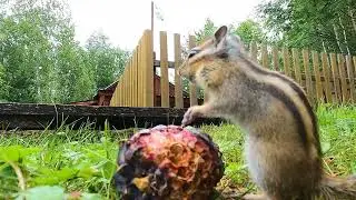 БУРУНДУК и ШИШКА