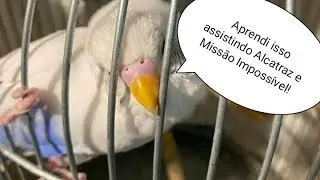 Aprendendo como identificar periquitos machos e fêmeas!