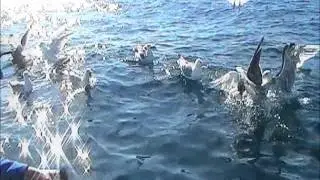 Kabelvåg, Norway,  Mackerel. Натуралисты -  натуристы.