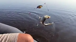 Нормальная густера