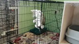 Мы веселые котята)