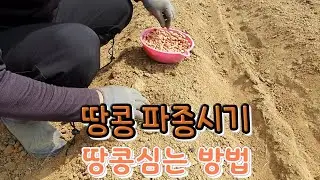 We'll tell you when to plant peanuts and how to plant them. Protect peanut seeds from birds with ...