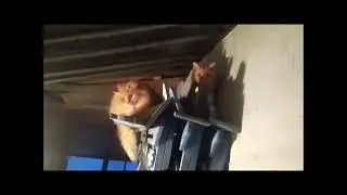 Коты и собака (cats and dog).