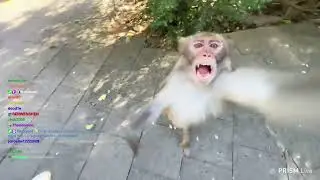 ЗУБАРЕВ ДАЁТ ОРЕХ ОБЕЗЬЯНЕ🤣🤣🤣