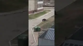 Кабан на этой неделе посетил город Кирово-Чепецк / Кабан в Чепецке