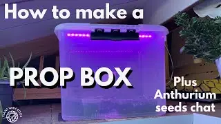 DIY terrarium & Anthurium seeds chat | How to make a prop box | Plant with Roos