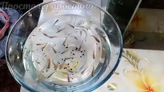 Новый аквариум. 12 июня 2023.