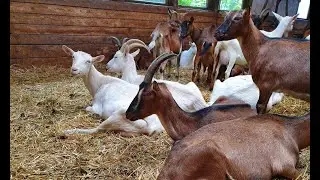 Answers to questions about goat breeding