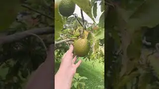 Как растут авокадо
