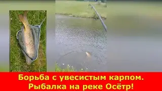 Борьба с увесистым карпом на реке Осётр.