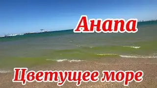 В Анапе на море водорослей становится больше. Прогулка по городу.