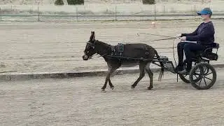 Trying to Canter my Donkey in Harness, LOL