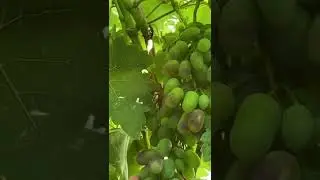 Наш виноградник 🍇🍇🍇