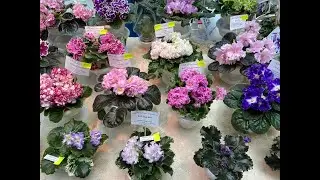 ВЫСТАВКА ФИАЛОК В САНКТ-ПЕТЕРБУРГЕ / КИРОВСКИЙ УНИВЕРМАГ 13 ИЮЛЯ 2022г