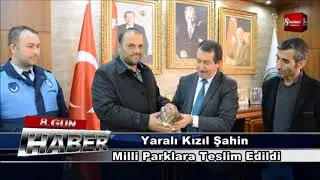 Yaralı Kızıl Şahin, Milli Parklara Teslim Edildi 1 MART 2018   8gunhaber