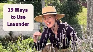 Lavender: 19 Ways to Use + Grow and Harvest Tips