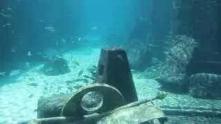 Caribbean biggest Aquarium at Atlantis Hotel