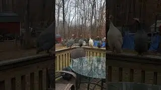 Разговор цесарок\какие звуки издают цесарки