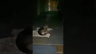Светлячки, или разбудили!😁