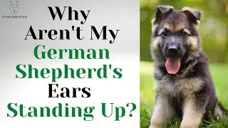 Why Aren't My German Shepherd's Ears Standing Up?