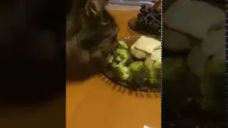 Barsik the cat eats broccoli