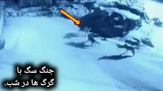 حمله گرگ ها به سگ کانگال که در زنجیر بسته است | نبرد حیوانات