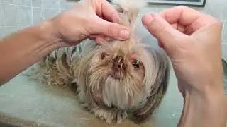 How to grow out a top knot pony on a dog