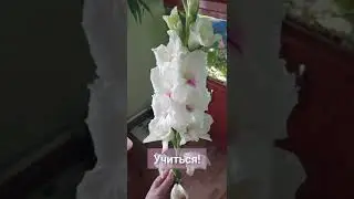 с 1 сентября! с Днем Знаний! Снова в школу! 