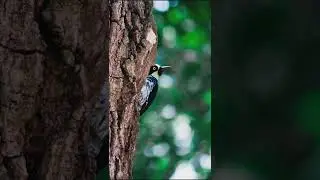 🐦🐦🐦