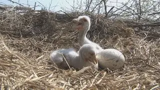 Happy birthday, Baby Stork!