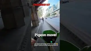 The pigeon had enough and flew into traffic 😕 #Pigeon #cycling #cycling #gulag #premises187