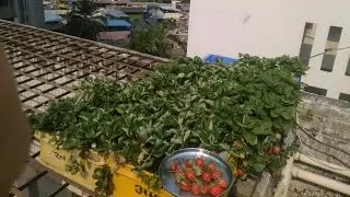 Strawberries of Mumbai Strawberries from my Terrace Garden #Mumbai  Urban Farming Organics Farming