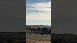 Calves grazing on winter pasture in Texas