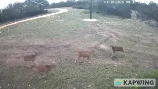 Sheep are back playing again